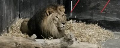 Lion Lova Ukraine