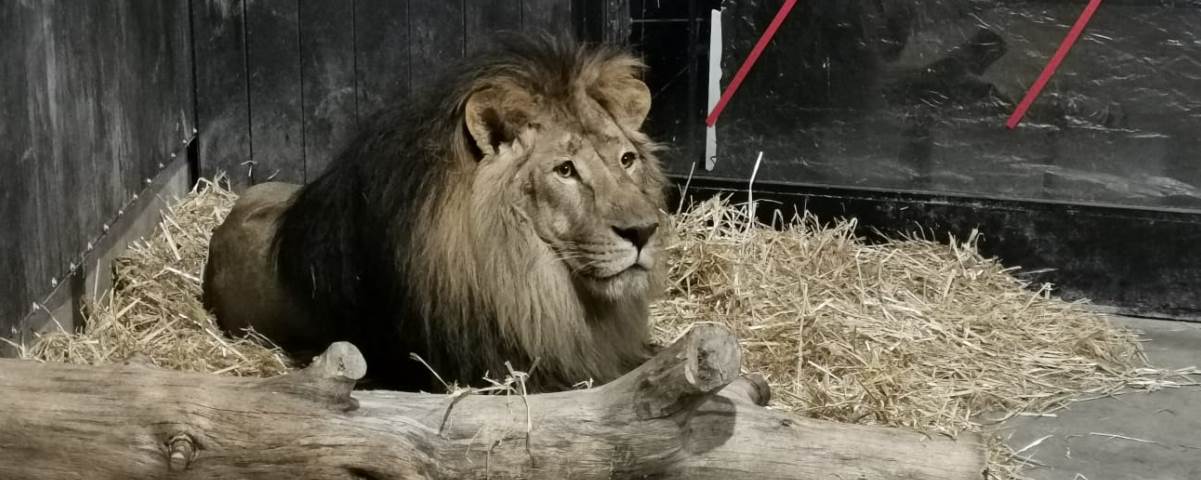Lion Lova Ukraine