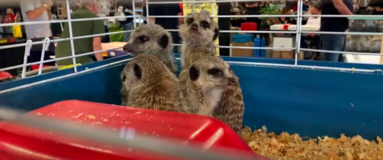 Exotic pet market