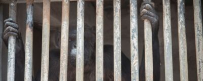 Chimpanzee Linda
