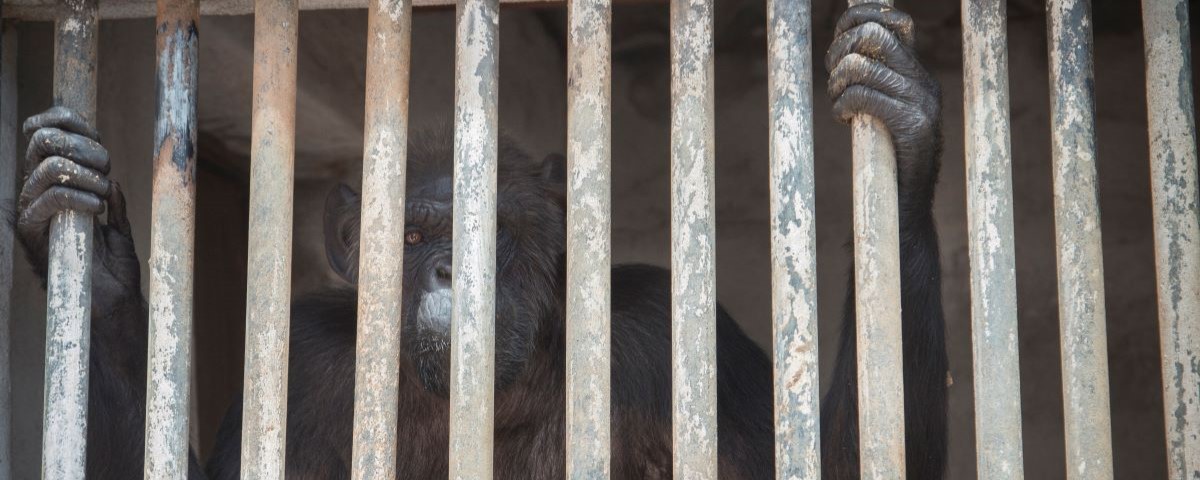 Chimpanzee Linda