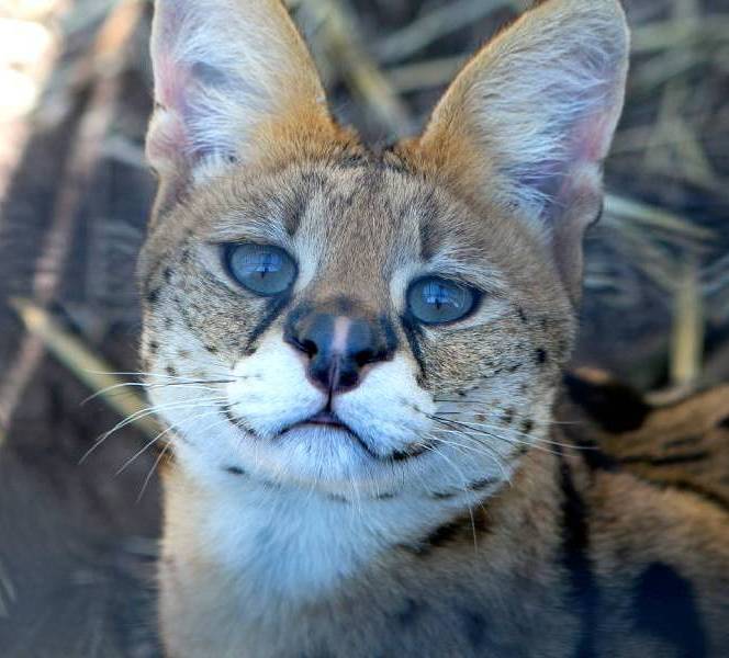Serval Xirus