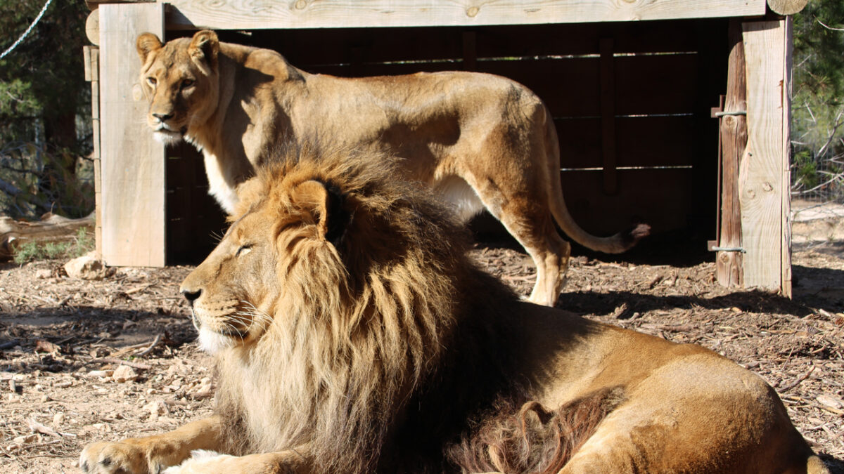 Two lions