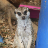 Suricate
