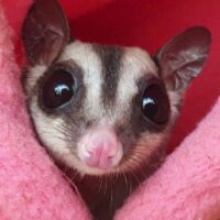 Sugar glider in pink blanket