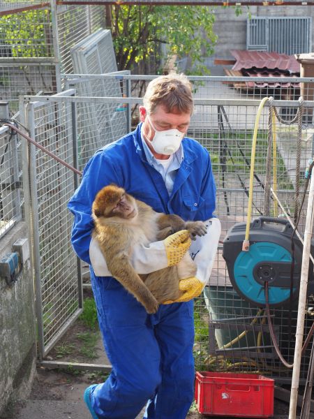 Barbary Macaque rescue