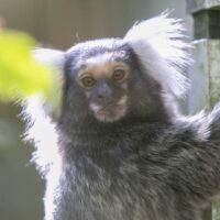 Common marmoset