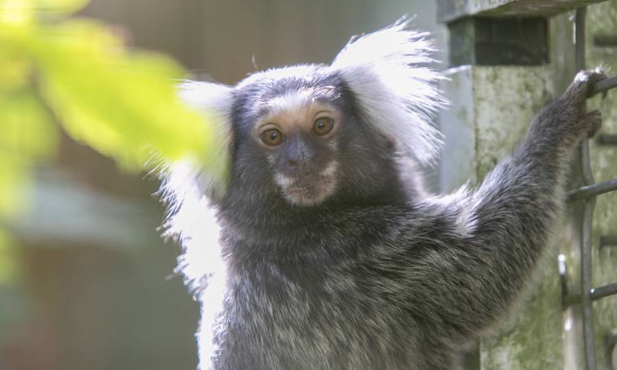 Common marmoset