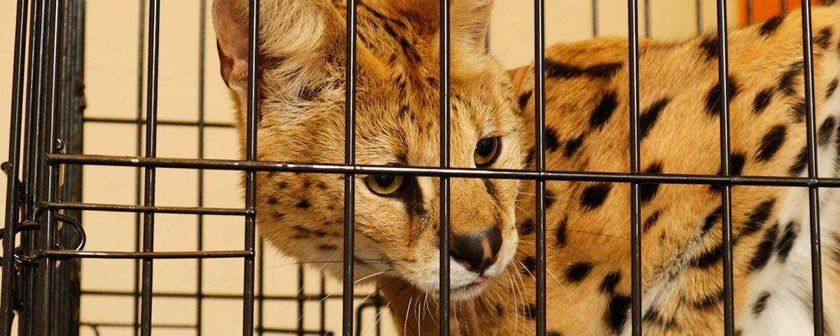 Serval