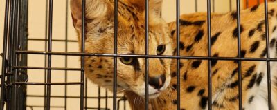 Serval