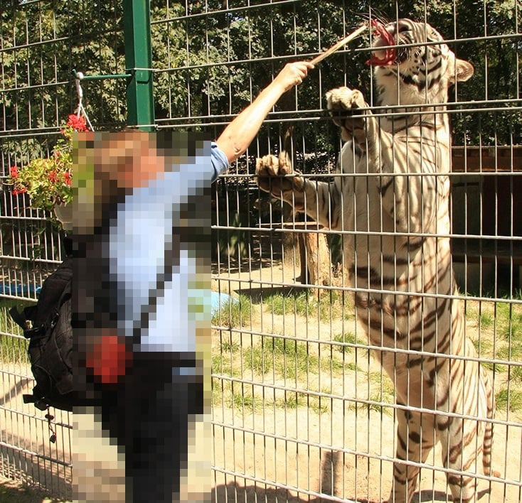 Woman feeding a tiger behind a fence.