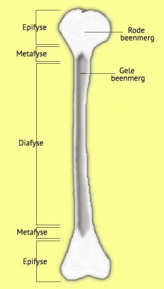 Drawing of a bone