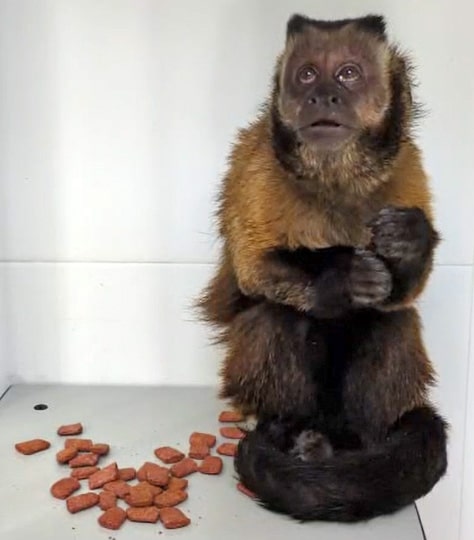 Capuchin monkey eating pellets