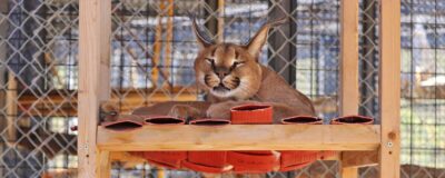 Caracal lying on a platform.