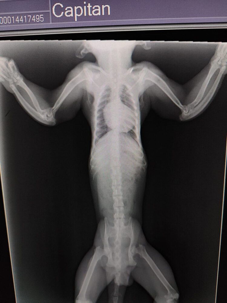 X-ray of an animal