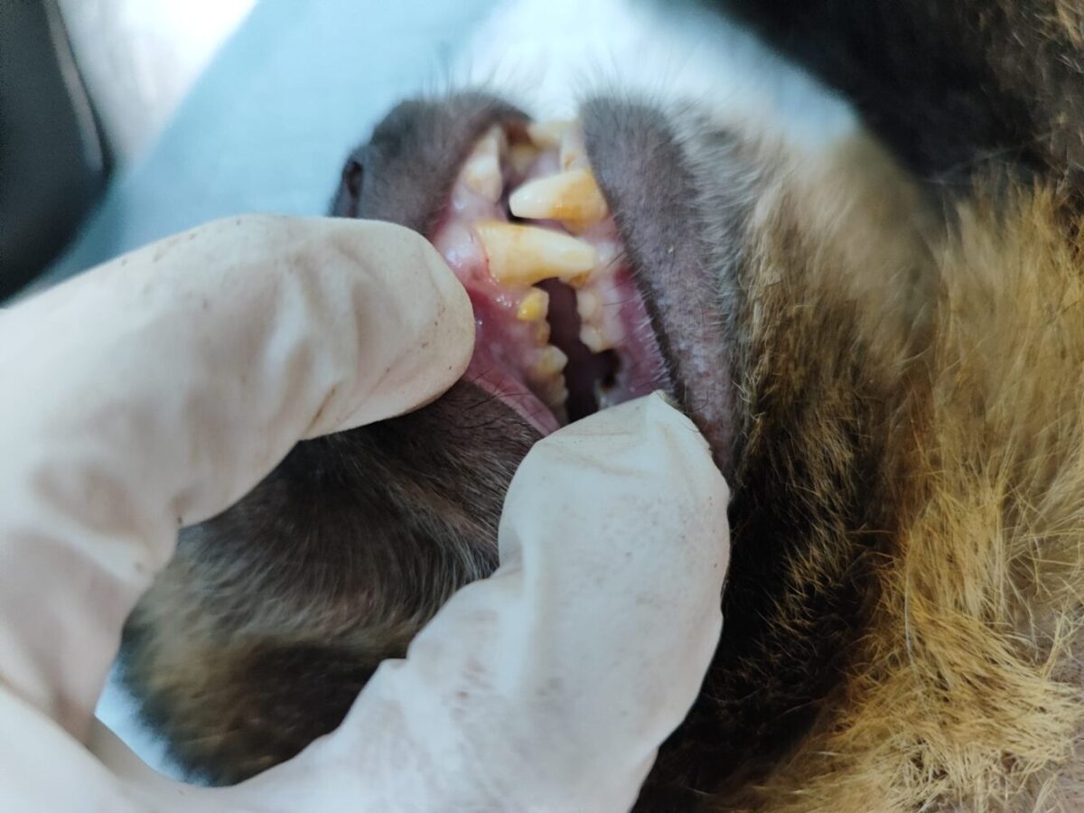 Teeth of a monkey