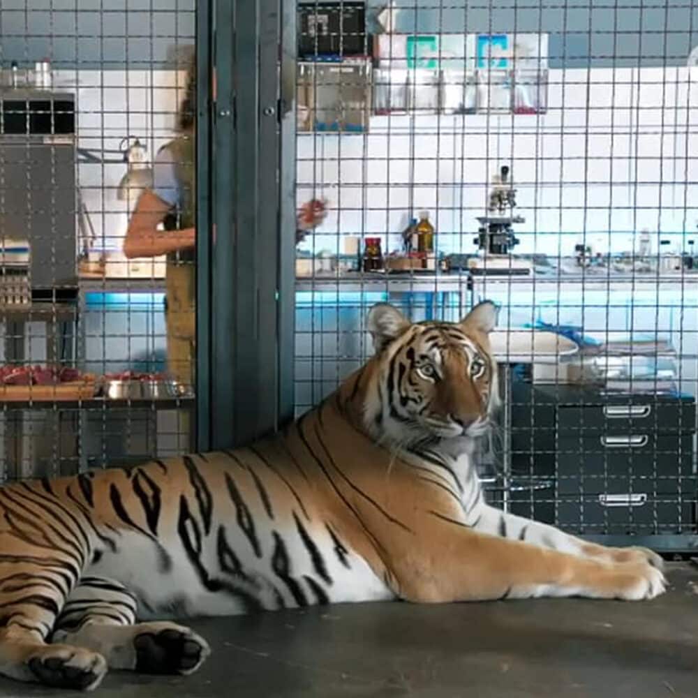 Tiger in a cage.