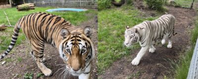 Two tigers