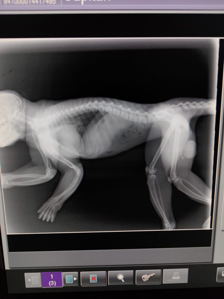 X-Ray of an animal