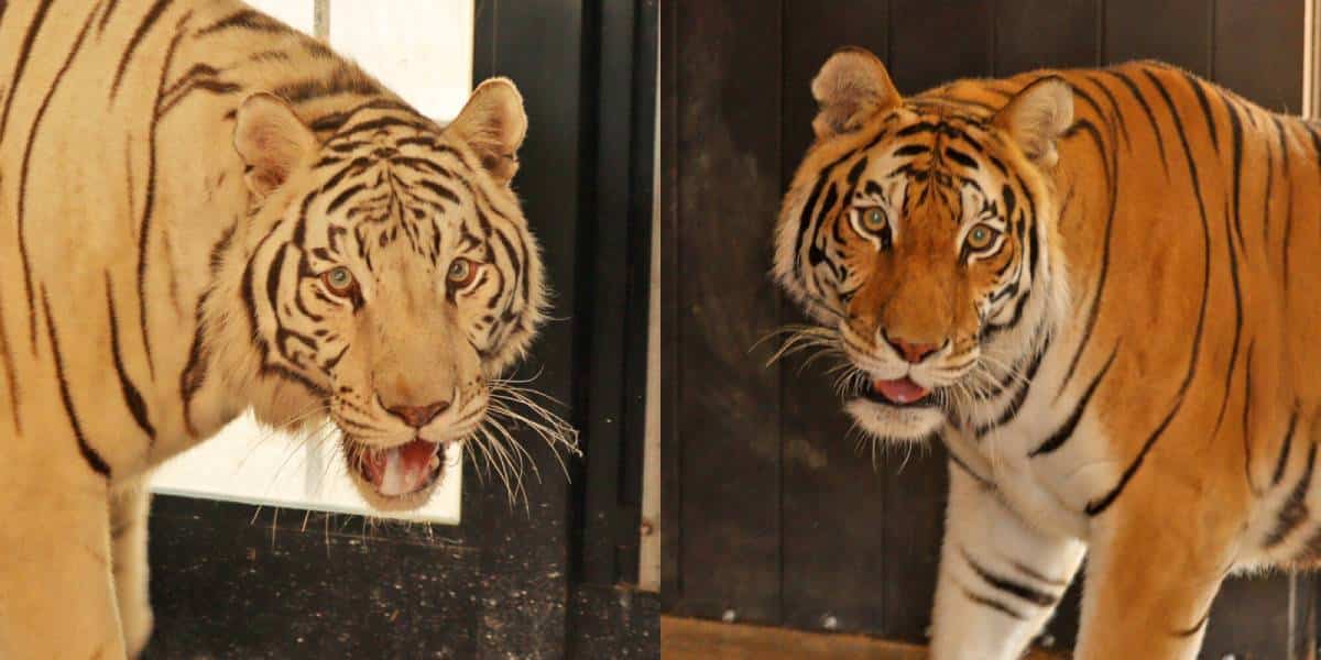 Two tigers