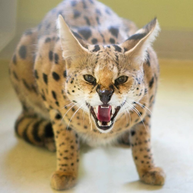 Serval hissing