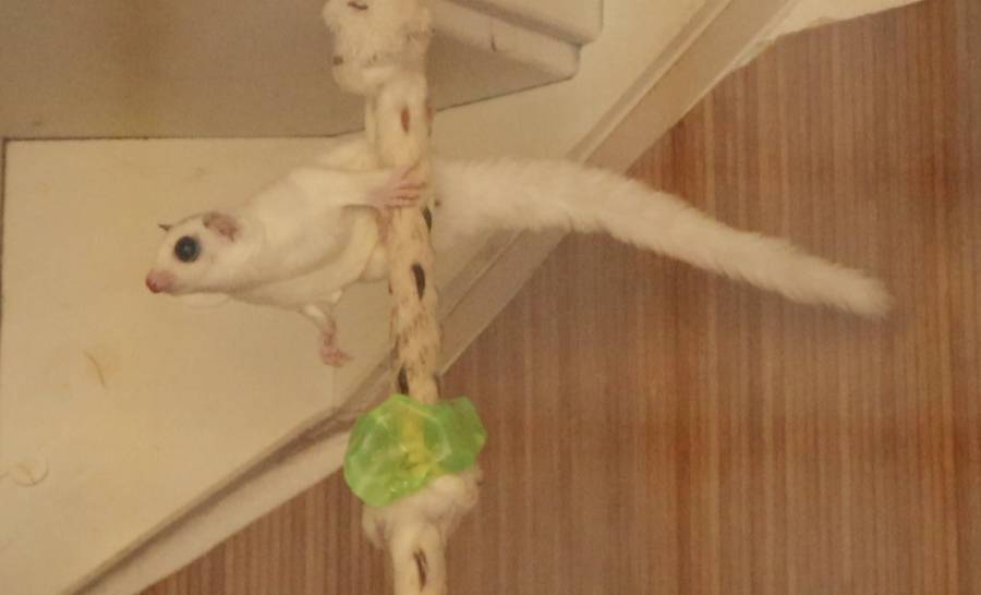 Sugar glider on a rope