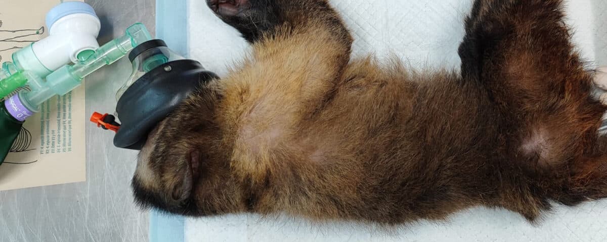 Black-capped capuchin on veterinary table.