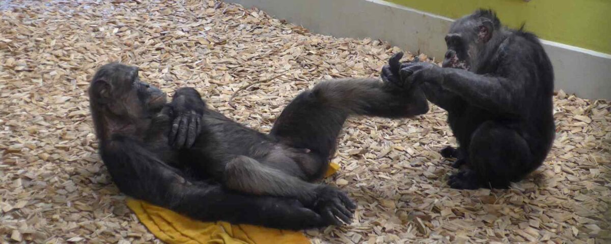 Two chimpanzees