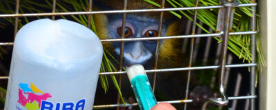 Monkey being fed through a fence.