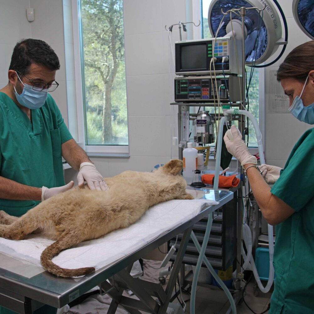 Two veterinarians checking a lion cub on a table.
