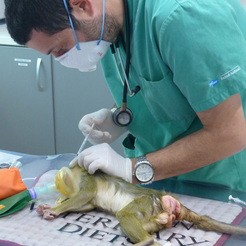 A primate is being checked by a veterinarian.