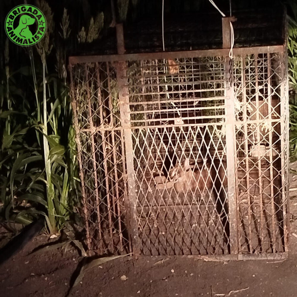 Caracal in a cage.