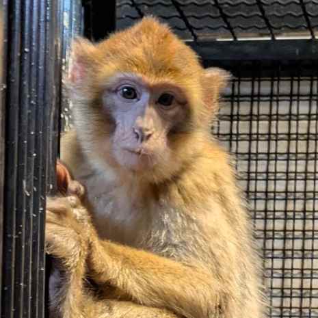 Barbary macaque looking into camera.