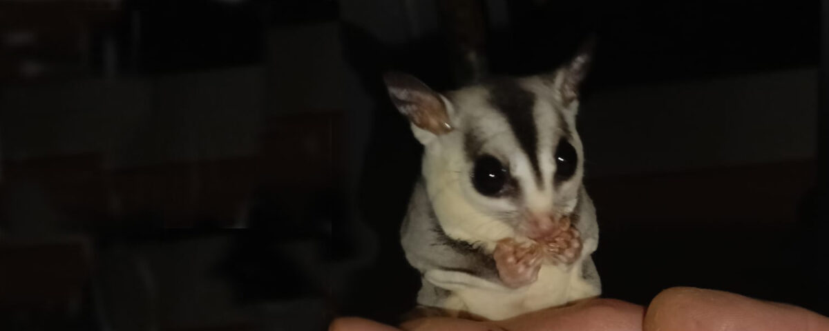 A sugar glider