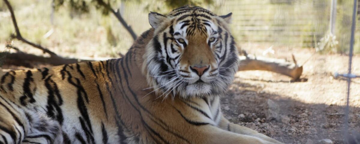 Tiger lying down
