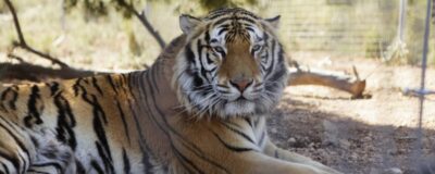 Tiger lying down