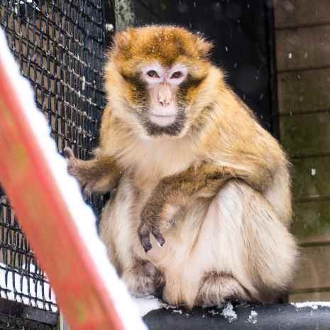 Primate sitting on a pole and looking at the camera.
