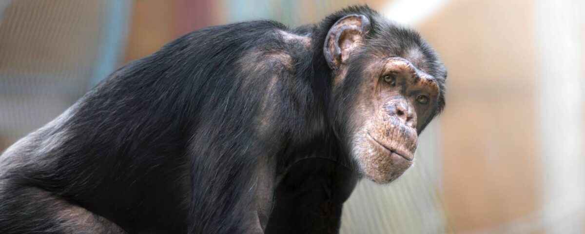 Chimpansee