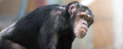 Chimpansee