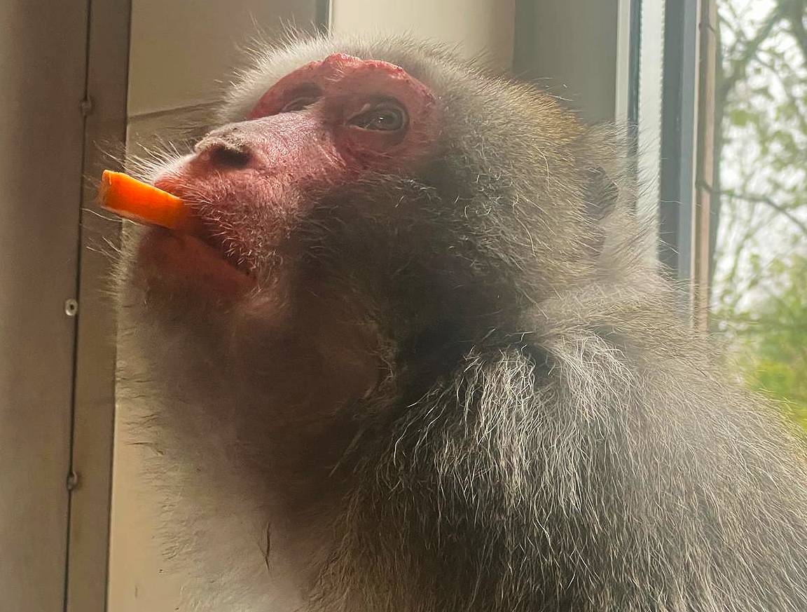 Japanese macaque looking up and eating a carrot.