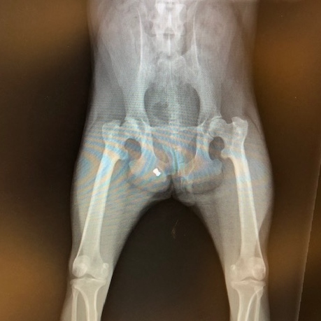 X-ray of a Japanese macaque, showing a bullet.