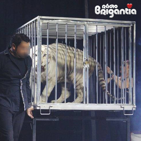 A white tiger in a cage being moved by two circus artists.
