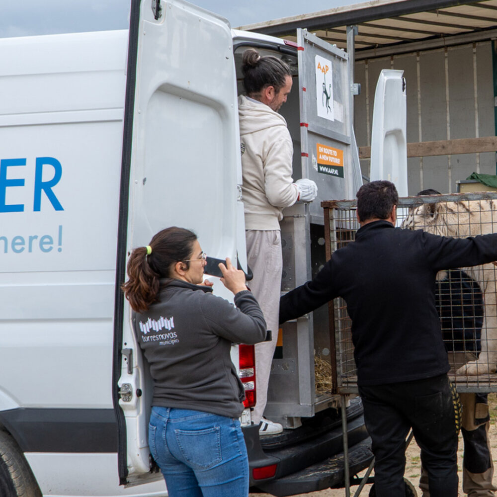 A white tiger is being loaded into a van, with people standing around.