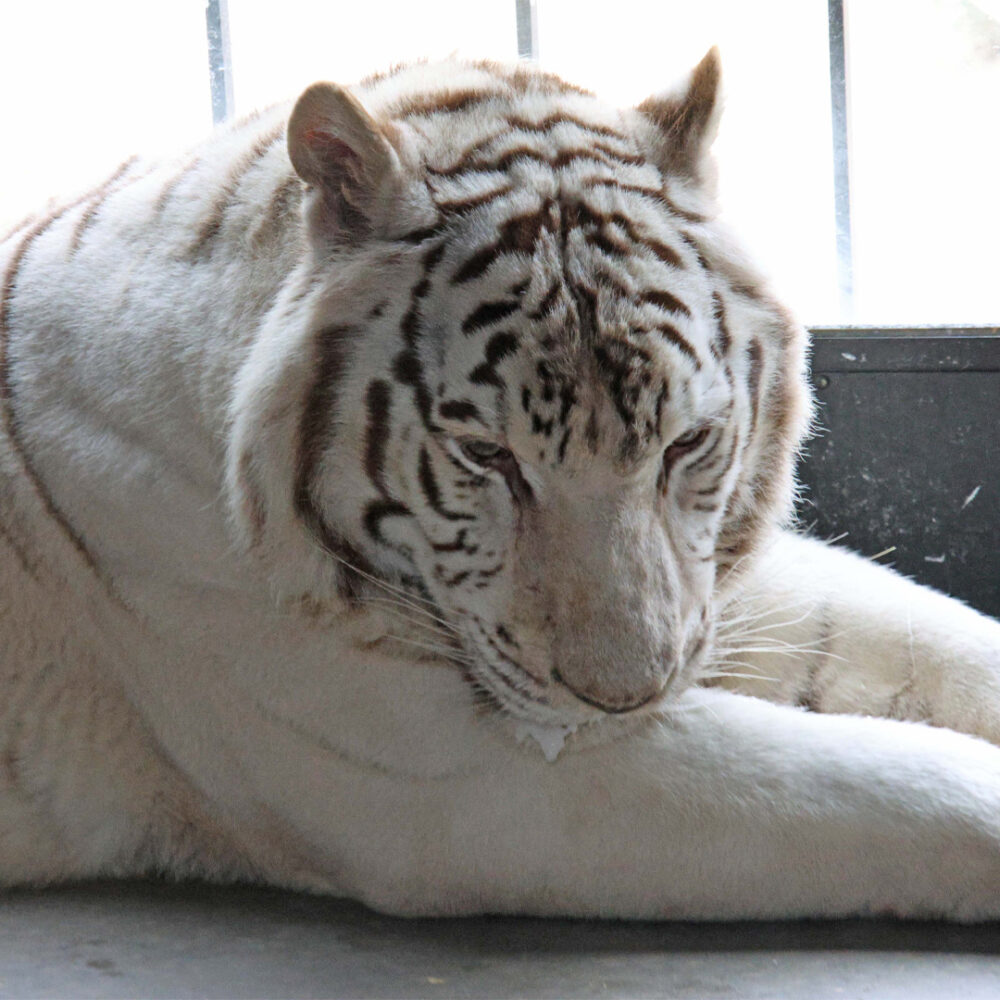 Whtie tiger laying on the floor.