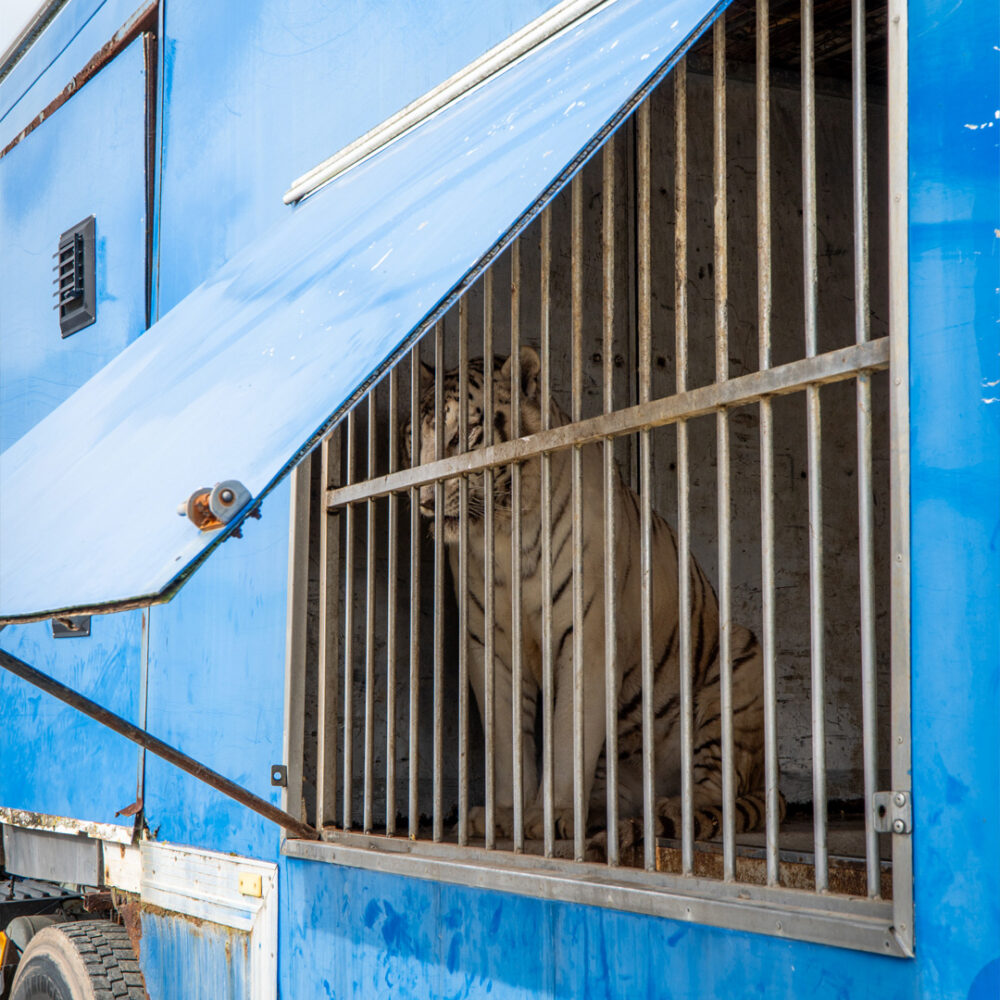 White tiger locked in a transport wagon.