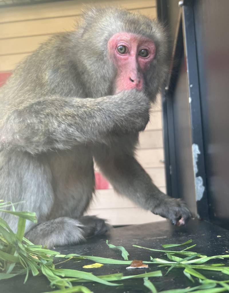 Japanese macaque eating vegetables, sitting on a platform.