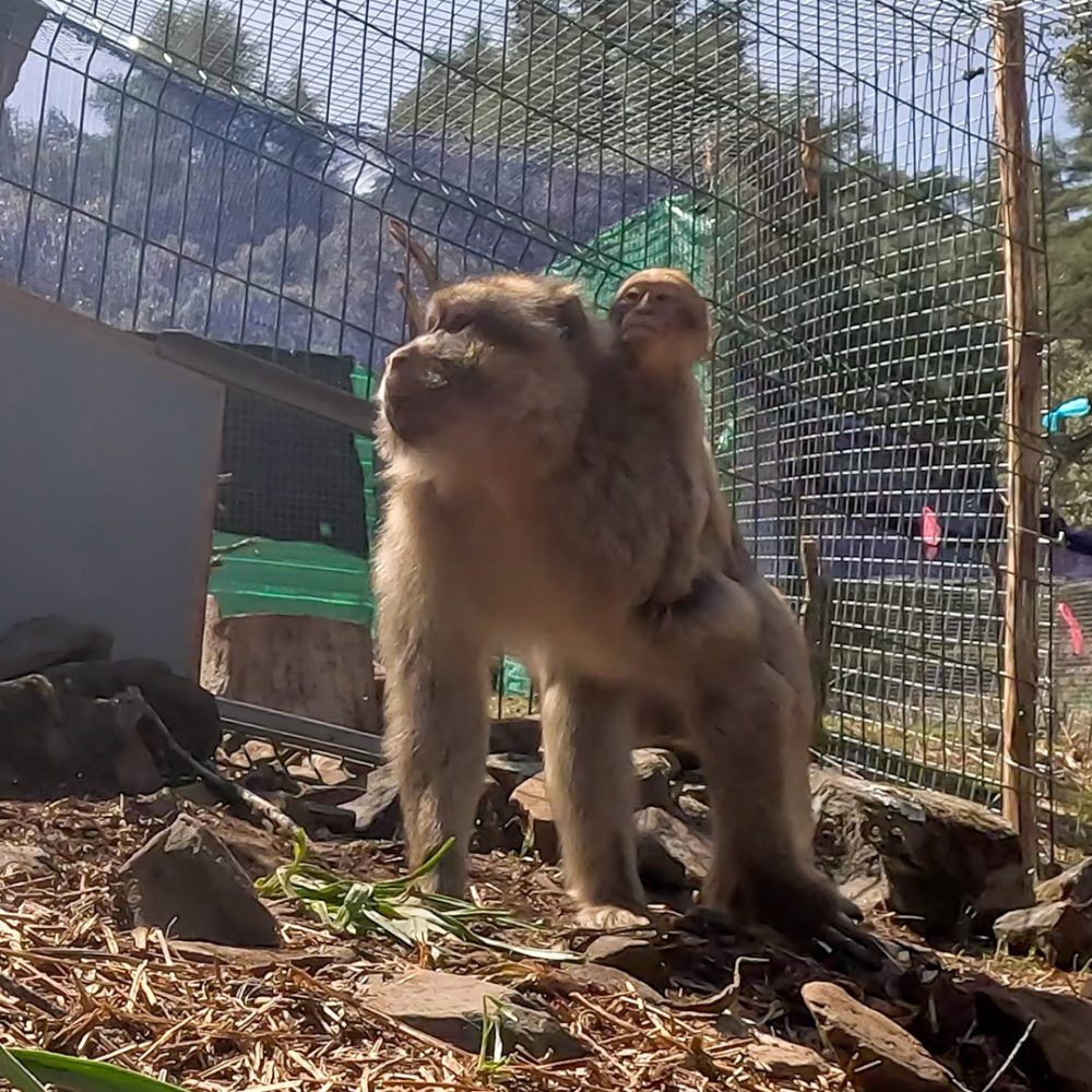 An adult Barbary macaque with a young one on it's back.