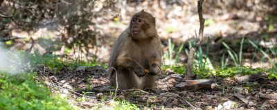 Barbary macaque in the woods