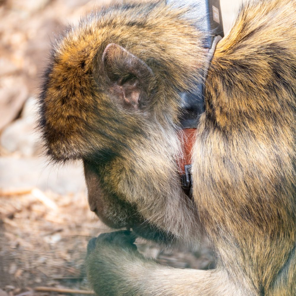 A Barbary macaque wearing a gps-tracker.
