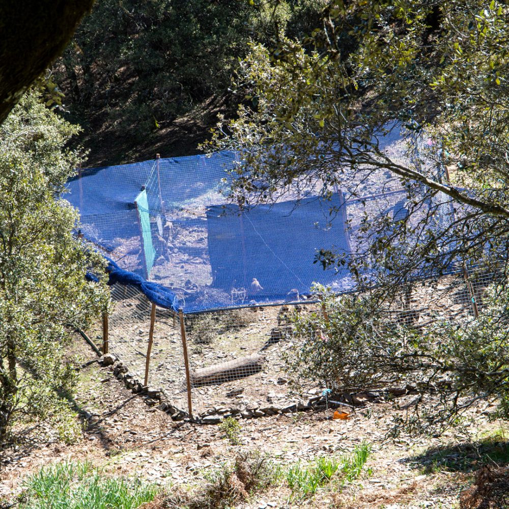 An enclosure with blue fencing in the woods.
